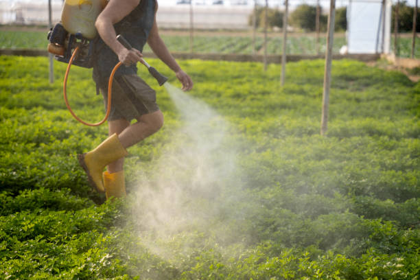 Best Ant Control Services  in San Leandro, CA