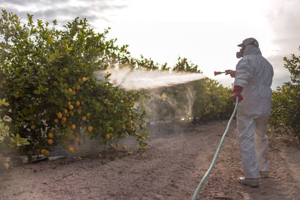 Best Wasp Removal Services  in San Leandro, CA