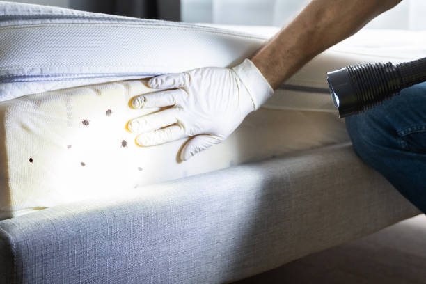 Best Pest Control Near Me  in San Leandro, CA